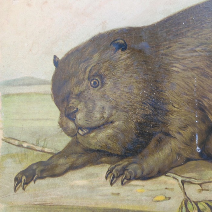 Passa il mouse sull'immagine per ingrandire Poster tavola didattica lepre e castoro vintage - foto 5