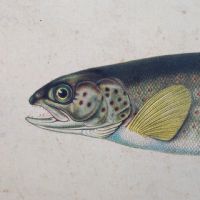 Poster tavola didattica trota aringa e anguilla vintage - miniatura 5