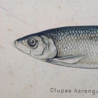 Poster tavola didattica trota aringa e anguilla vintage - miniatura 6