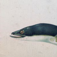 Poster tavola didattica trota aringa e anguilla vintage - miniatura 7