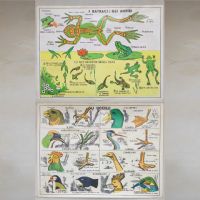 Miniatura dell'articolo Poster Gli anfibi e Gli uccelli - Oggetto n.247