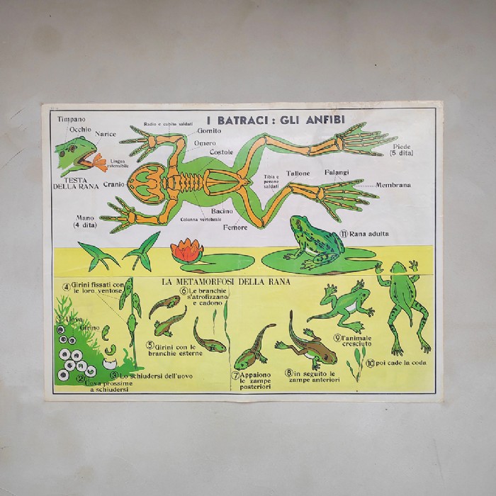 Miniatura dell'articolo Poster Gli anfibi e Gli uccelli - Oggetto n.247