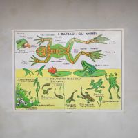 Miniatura dell'articolo Poster Gli anfibi e Gli uccelli - Oggetto n.247