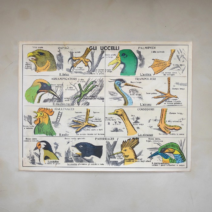 Miniatura dell'articolo Poster Gli anfibi e Gli uccelli - Oggetto n.247