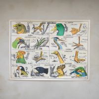 Miniatura dell'articolo Poster Gli anfibi e Gli uccelli - Oggetto n.247