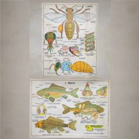 Miniatura dell'articolo Poster L'ape e i Pesci - Oggetto n.246