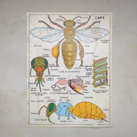 Miniatura dell'articolo Poster L'ape e i Pesci - Oggetto n.246
