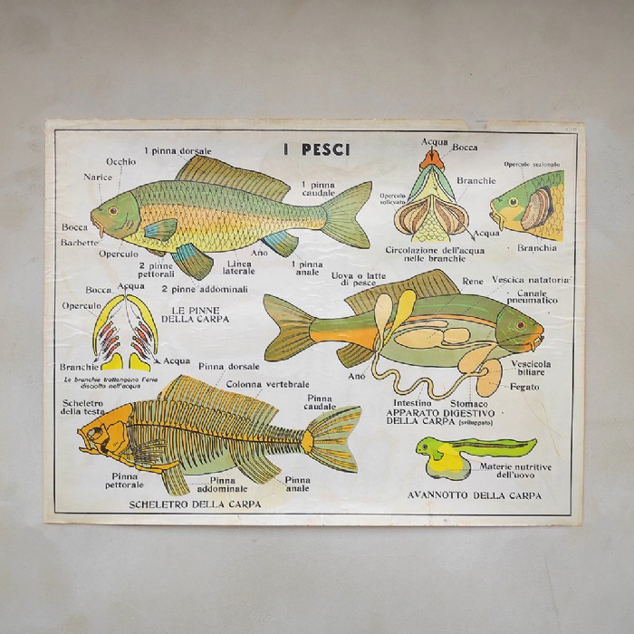 Miniatura dell'articolo Poster L'ape e i Pesci - Oggetto n.246