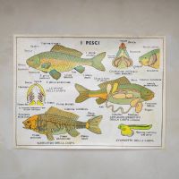 Miniatura dell'articolo Poster L'ape e i Pesci - Oggetto n.246