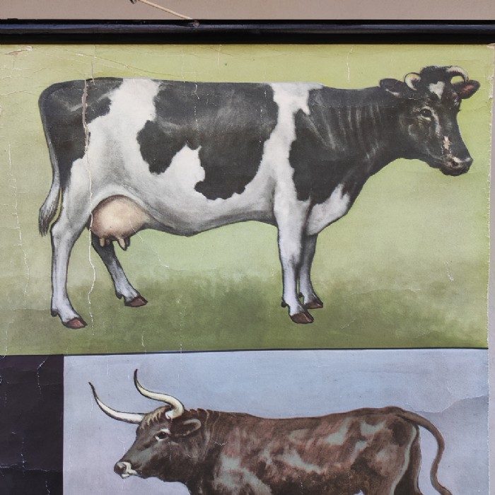 Passa il mouse sull'immagine per ingrandire Immagine dell'articolo Poster Poster didattico i bovini domestici vintage n.325