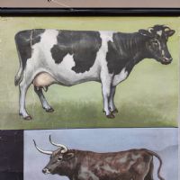 Ingrandisci l'immagine Miniatura dell'articolo Poster Poster didattico i bovini domestici vintage n.325