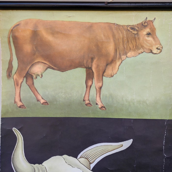 Passa il mouse sull'immagine per ingrandire Immagine dell'articolo Poster Poster didattico i bovini domestici vintage n.325