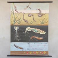 Poster didattico la zanzara n°NaN di colore Misto