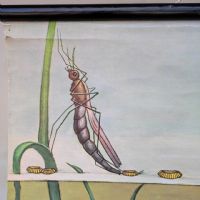 Ingrandisci l'immagine Miniatura dell'articolo Poster Poster didattico la zanzara n.341
