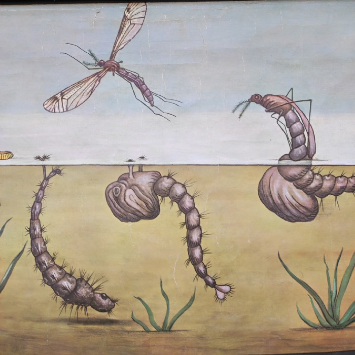 Passa il mouse sull'immagine per ingrandire Immagine dell'articolo Poster Poster didattico la zanzara n.341