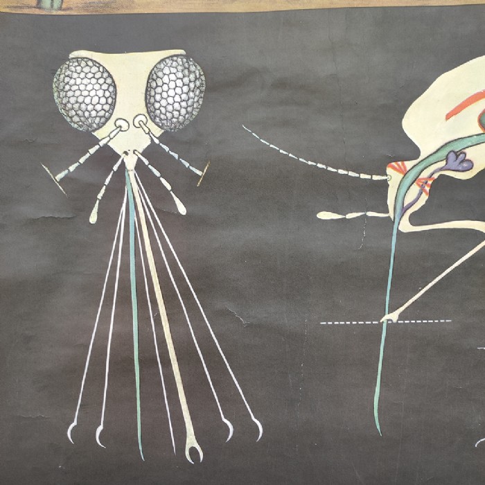 Passa il mouse sull'immagine per ingrandire Immagine dell'articolo Poster Poster didattico la zanzara n.341