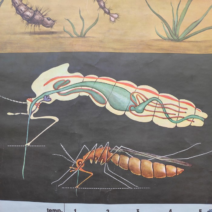 Passa il mouse sull'immagine per ingrandire Immagine dell'articolo Poster Poster didattico la zanzara n.341
